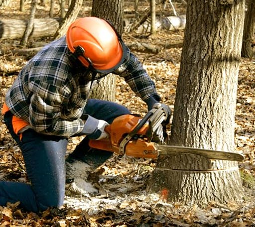Tree Removal in Moran, TX